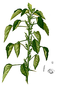 ACALYPHA INDICA